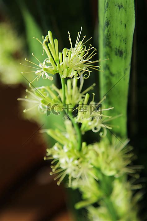 虎尾兰开花风水|虎尾兰的寓意与象征风水（揭示虎尾兰所带来的好运与福气）